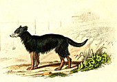 Domestic dog, 19th Century illustration