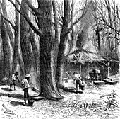19th Century Canadian maple syrup production, illustration