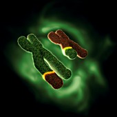 Chromosome translocational defect, illustration