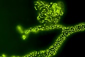 Zooglea bacteria colony, fluorescent micrograph