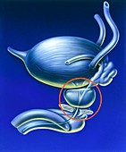 Prostate gland location, illustration
