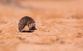 Desert hedgehog