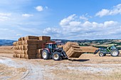 Straw harvest