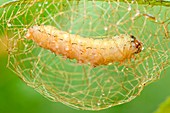 Caterpillar building cocoon