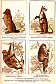 Evolution of mammals, 19th Century illustration