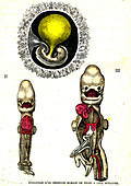 Human embyro development, 19th Century illustration