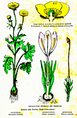 Plant types, 19th Century illustration