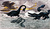 Prehistoric predatory sea animals, 19th C illustration