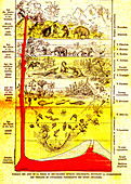 Geologic periods, 19th Century illustration