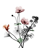 Assorted flowers, X-ray