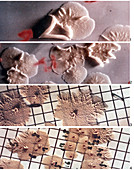 Microbiology experiment on Skylab, 1973