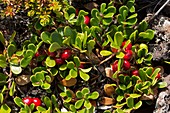 Bearberry fruit