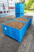 Crates of walnuts after processing