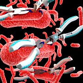 Tuberculosis treatment, conceptual illustration
