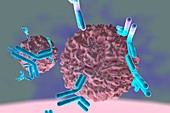Immune response to a virus, illustration