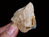 Prehistoric stone tool
