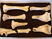 Prehistoric fossil bear limb bones