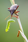 Spiny shieldbug