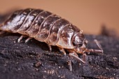 Common woodlouse