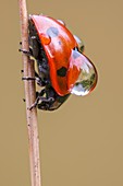 Seven Spot ladybird