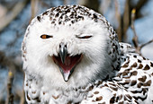 Snowy owl head