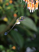 White-booted racket-tail hummingbird