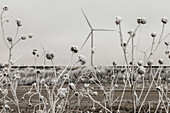 Wind turbine in winter