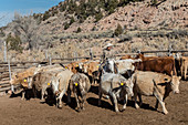 Cattle ranch, Colorado, USA