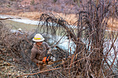 Removing invasive tamarisks from Dolores River, USA