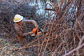 Removing invasive tamarisks from Dolores River, USA