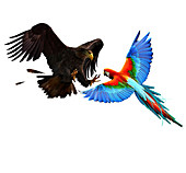 Eagle attacking a parrot, illustration