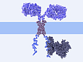 Chimeric antigen receptor, illustration