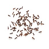Dried cloves