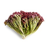 Lollo rosso lettuce