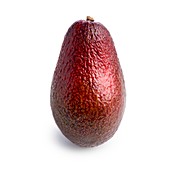 Red avocado