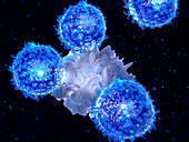 Dendritic cell and T-lymphocytes, illustration