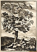 Noah's family tree, 17th-century illustration