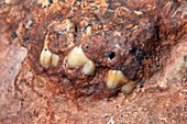Fossilised baboon teeth