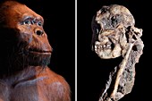 Little Foot Australopithecus fossil and reconstruction