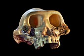 Skull cast of Australopithecus afarensis