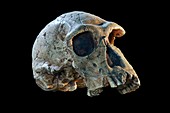 Homo habilis fossil skull cast