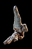 Little Foot Australopithecus fossil foot cast