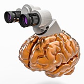 Brain research, illustration