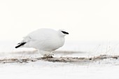 Ptarmigan