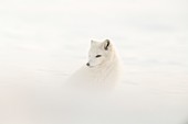 Arctic fox