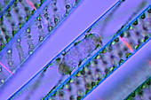 Spirogyra sp. green algae, light micrograph