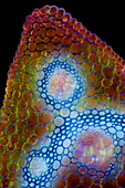 Solomon's seal stem, light micrograph