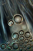 Bubbles in honey, light micrograph