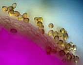 Liverleaf (Hepatica sp.) anther, light micrograph