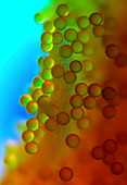 Crocus (Crocus sp.) pollen, light micrograph